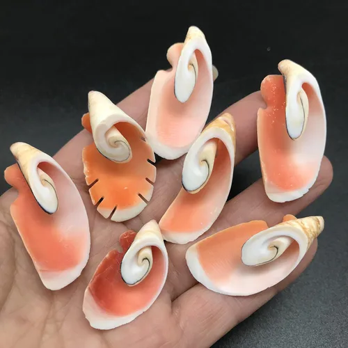 Miniatura 5 de PEPPERLONELY 20 piezas de estrombo de corte central Canarium Sea Shells, 2 pulgadas ~ 2-1/2 pulgadas