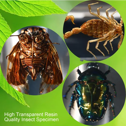 Miniatura 3 de 12 piezas de espécimen de insecto en resina, kit de colección de bichos reales para niños, juguete de taxidermia, clase de ciencias, educación