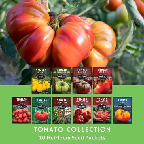 Miniatura 3 de Semillas de tomate 10 variedad para plantar - Cherokee Purple, Roma, Cherry, Aunt Ruby's Green, Hillbilly, Mortgage Lifter, Brandywine, y más