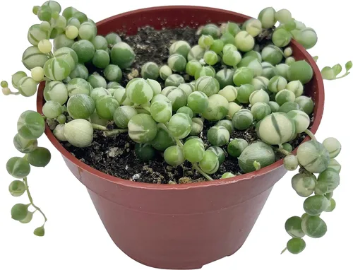 Miniatura 5 de Suculenta Viva Cadena de perlas abigarradas de 4 pulgadas, plantas suculentas vivas, plantas suculentas totalmente enraizadas, planta colgante