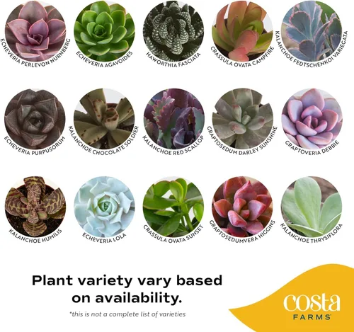 Miniatura 3 de Costa Farms Planta suculenta, mini planta suculenta viva de interior en cesta colgante, maceta para suculentas, mezcla de tierra para macetas, Cesta