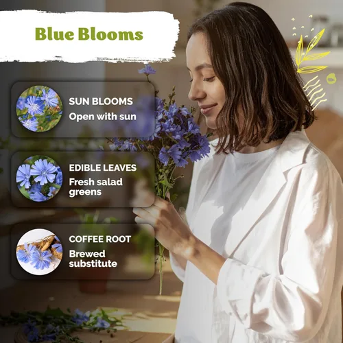 Miniatura 4 de KVITER 550 semillas de achicoria para plantar (Cichorium intybus) - Paquetes de semillas de achicoria azul - Semillas de flores silvestres