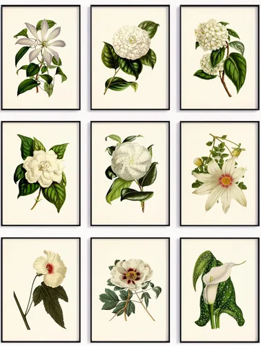 Juego de 9 arte para pared con flores blancas, impresiones botánicas vintage, decoración de pared floral neutra para dormitorio, baño o sala de
