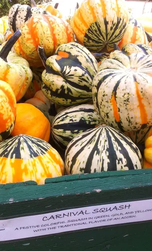 Miniatura 4 de TomorrowSeeds - Semillas de calabaza de carnaval - Más de 30 unidades - Para celebración del festival de siembra 2025, delicata, bellota, calabaza