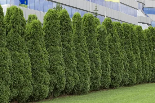 50 semillas de árbol arborvitae americano | Árbol Thuja gigante, Thuja occidentalis | Árbol de privacidad o paisajismo
