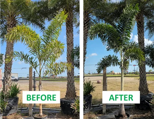 Miniatura 6 de Fertilizante de palmera de doble acción en bolsa a granel, bolsa de recarga para cubos fáciles de transportar
