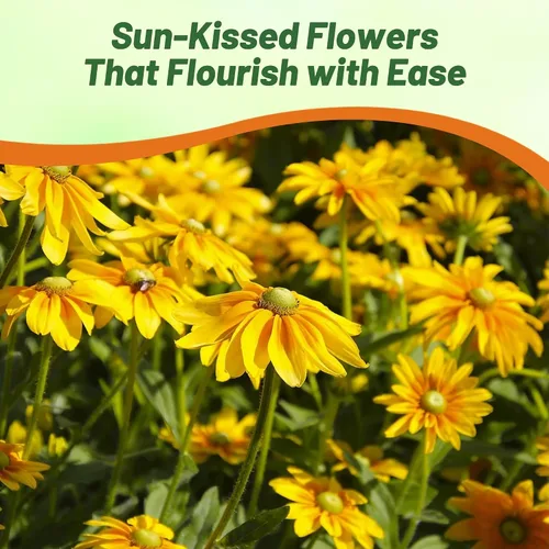 Miniatura 5 de Outsidepride Green Eyes Rudbeckia Seeds - 5000 unidades. Semillas de flores anuales, fáciles de cultivar y auto-siembradas para plantar flores