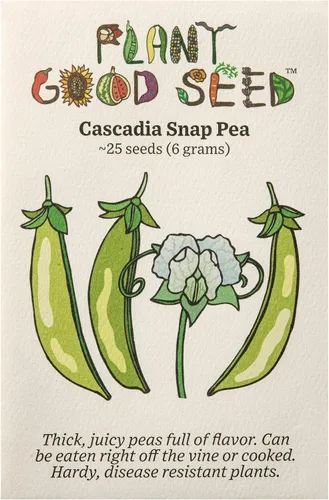 Plant Good Seed Semillas orgánicas de guisantes cascadia Sugar Snap – Paquete de 25, semillas tradicionales para plantar verduras – Suministros de