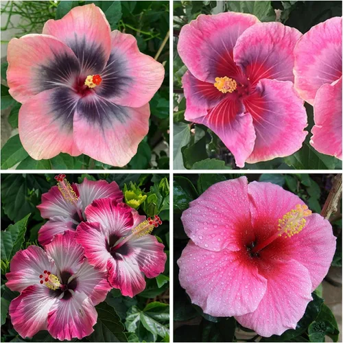 Semillas de flores de hibisco para plantar, plantas exóticas, semillas de bonsái, flor gigante, plantas tropicales en maceta, semillas de reliquia