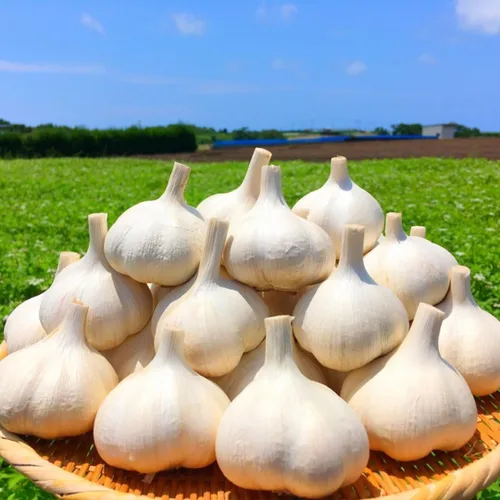 Miniatura 12 de 1 Libra de Ajo Duro de Cuello para Plantar en Otoño, Bulbo de Ajo Grande para Plantar, Fresco y Alta Rendimiento, Resistente al Frío, Plantación