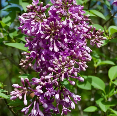 Miniatura 4 de 50 Violetas Semillas Lila Extremadamente Fragante Syringa Villosa Árbol Lila Arbusto Syringa Vulgaris