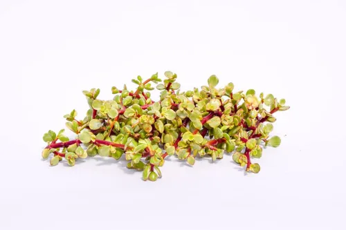 Miniatura 3 de Esquejes de suculentas vivas - Esquejes de suculentas a granel (paquete de 20) (Sedum Rubrotinctum Esquejes de suculentas)