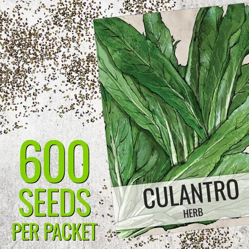 Miniatura 3 de Seed Needs Semillas de culantro para plantar cilantro mexicano, reliquia sin OMG y hierbas culinarias/medicinales no tratadas para cultivar un