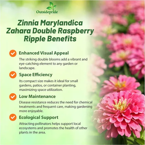 Miniatura 3 de Outsidepride - Zinnia, 100 semillas anuales, Marylandica Zahara Double Raspberry Ripple, flores para plantar, color frambuesa