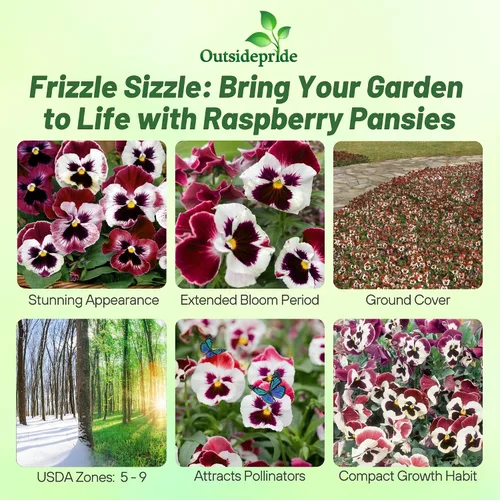 Miniatura 2 de Outsidepride Frizzle Sizzle - Semillas de pensamiento de viola de frambuesa para plantar, 100 unidades. Flores bienales, resistentes al frío y aptas