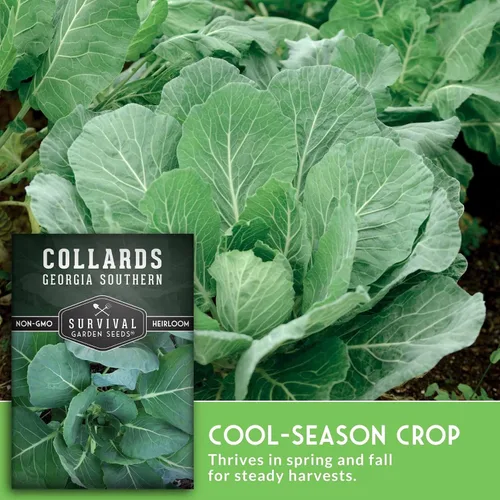 Miniatura 4 de Semillas verdes de col para plantar Variedad de Georgia Southern Heirloom sin OMG Verdes de hoja verde para huertos domésticos – Semillas