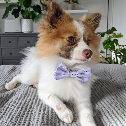 Miniatura 5 de Huxley & Kent Corbatín para mascotas para perros y gatos - Accesorio de collar ajustable de gancho y velcro de primavera y Pascua - Lindo y cómodo