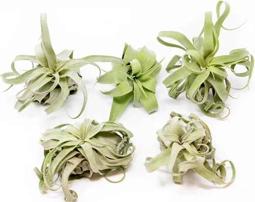Miniatura 9 de Medium Air Plants Streptophylla - Plantas suculentas de interior y exterior de Tillandsia vivas - Disponible al por mayor y a granel - Decoración