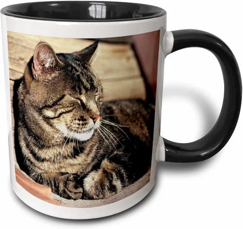 Miniatura 9 de 3dRose (mug_94870_1) Utah, Capitol Reef NP. Sleeping atigrado cat - US45 RER0114 - Ric Ergenbright - Taza de cerámica, 11 onzas Blanco