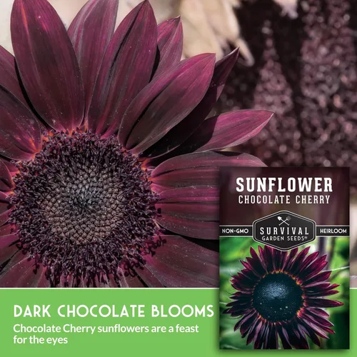 Miniatura 3 de Semillas de girasol de cereza chocolate para plantar Raras flores negras burdeos de 1,8 a 2,1 metros, gigantes sin OMG autóctonas - Semillas