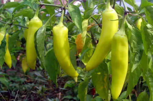 Miniatura 2 de 100 semillas orgánicas húngaras de cera caliente de plátano y pimiento reliquia, sin OMG, semillas siempre frescas. Semillas de siembra para huerto