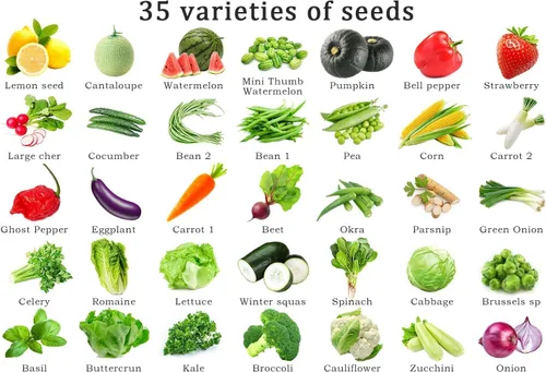 Miniatura 2 de Kit de semillas de frutas para plantar sin OMG y reliquia, 35 variedades de semillas para plantar verduras, 10 marcadores de plantas