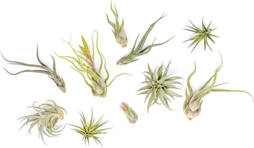 Air Plant Shop Paquete de 10 plantas de aire Tough Stuff de Tillandsia, al por mayor y a granel, suculentas, Tillandsia viva, plantas de interior y