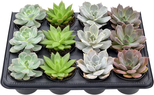 Miniatura 2 de Arcadia Garden Products Mini suculentas variadas en vivo en maceta de cultivo de 2 pulgadas, paquete de 12, verde (LV66). No se puede enviar a