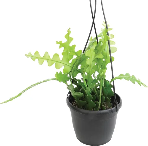 Miniatura 14 de Plants for Pets - Sedum Burrito de 6", plantas suculentas cola de burro, plantas suculentas Sedum vivas, plantas suculentas para el hogar, plantas