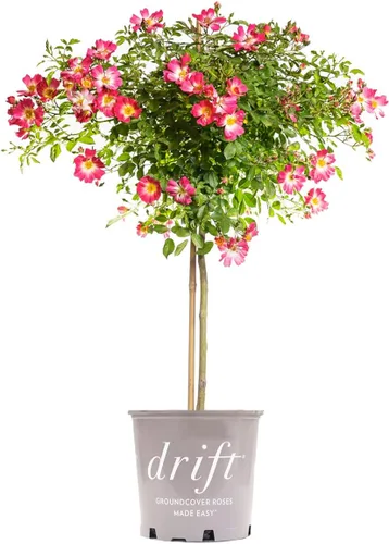 Perfect Plants Perfect Plants Rosa Drift Rose Tree de 3 a 4 pies | Árboles vivos para plantar al aire libre | Flores que reflorecen durante todo el