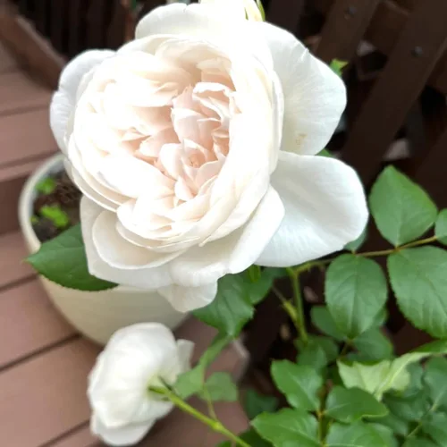 Miniatura 15 de Plantas vivas de rosas trepadoras, rosales listos para plantar, sin maceta, podados, bien enraizados, de 6 a 8 meses de edad (Fourth of July)