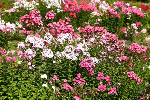 Miniatura 3 de 100 Phlox de Oveja Mezcla Pastel Phlox Drummondii Semillas de Flores Multicolor