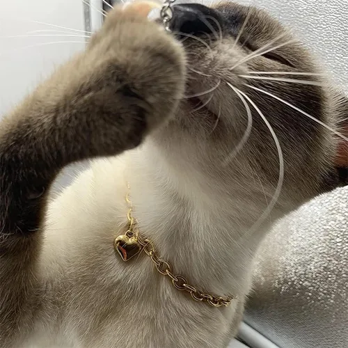Miniatura 6 de HOWWFALY Collar para Perro y Cadena Collar para Gato de Acero Inoxidable Ajustable Collar en Forma de Corazón de Oro 18K para Mascotas Pequeñas