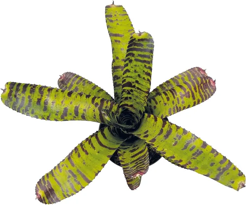 Miniatura 5 de ragnaroc Plantas Vivas – Bromelia Neoregelia Dragon, 8-12" en Maceta de 6" - 1ct - Llegada Viva Garantizada - Plantas de Casa para Decoración