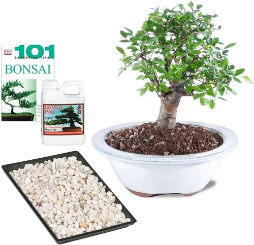 Brussel's Bonsai Paquete de regalo de árbol de olmo chino vivo para exteriores, árbol bonsái pequeño, kit de bonsái con maceta de cerámica para