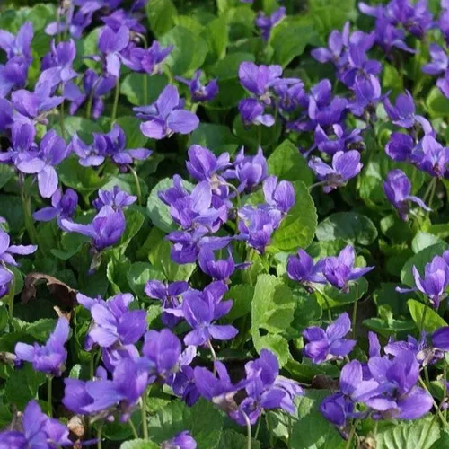 Miniatura 5 de Más de 320 semillas de viola para plantar semillas perennes de flores de violeta dulce sin OMG, flores tradicionales que atraen mariposas