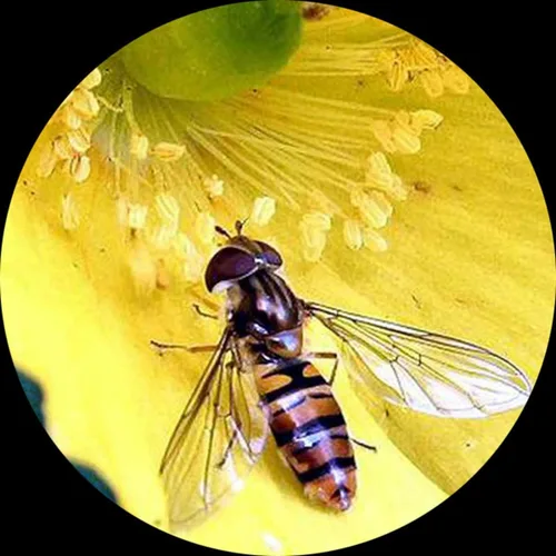 Miniatura 6 de AmScope SM-3TX-54S Microscopio de zoom estéreo trinocular profesional, ocular WH10x, aumento de 3.5X-45X, objetivo de zoom 0.7X-4.5X, luz LED de 54