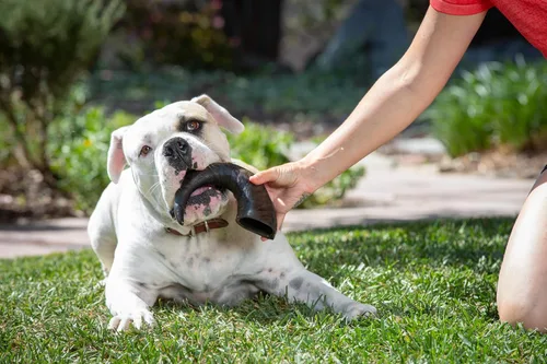 Miniatura 3 de Wild Eats Cuerno de búfalo de agua para perros sin ocultar huesos y masticables