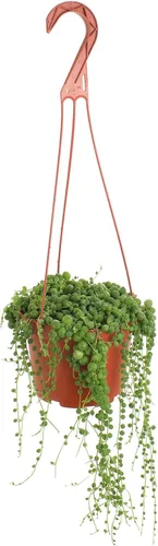 Miniatura 7 de Shop Succulents Cadena de Anzuelos Suculenta Colgante, Senecio Radicans Glauca, Planta Suculenta Viva de 6 Pulgadas Completamente Enraizada