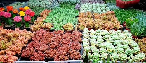 Miniatura 6 de Fat Plants San Diego Mezcla de tierra prémium para cactus y suculentas, para plantas de cactus, palmeras y cítricos, cultivadas en recipientes