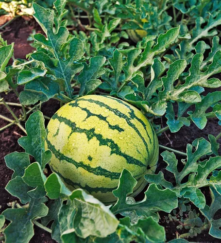 Miniatura 2 de TomorrowSeeds - Semillas de sandía carmesí amarilla - Paquete de más de 100 unidades - para plantar 2026, jardinería, cultivo, cosecha, sin OMG