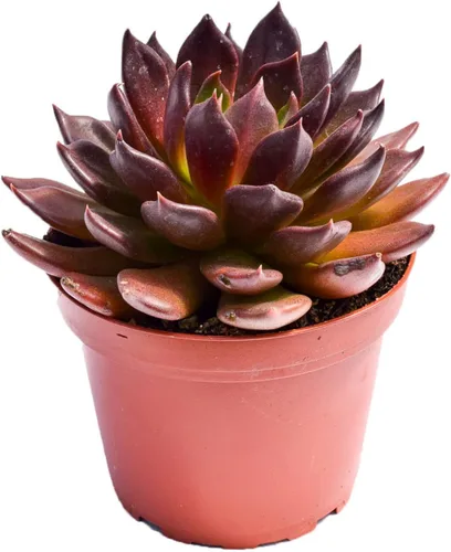 Miniatura 19 de Planta suculenta Echeveria viva – Suculenta Echeveria de 4 pulgadas totalmente arraigada (– Echeveria Borgoña Pearl)