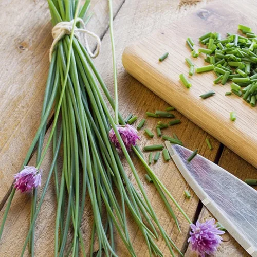 Cebolleta Cebolleta - Vegetal de reliquia - Libre de OGM