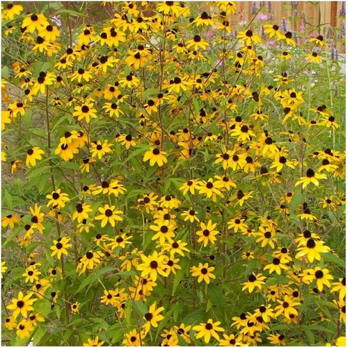 Miniatura 6 de Everwilde Farms - Semillas de flores silvestres nativas de Susan de ojos marrones de 1 onza - Gold Vault