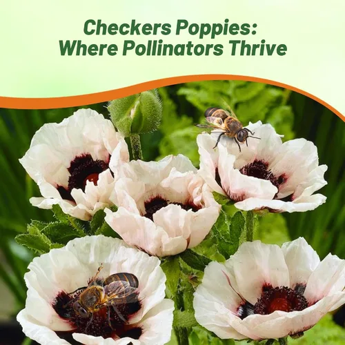 Miniatura 6 de Outsidepride Papaver Orientale Semillas de amapola para plantar, 100 unidades. Semillas anuales, tolerantes a la sequía y fáciles de cultivar