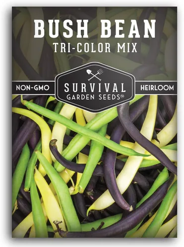 Semillas de frijol arbusto de mezcla tricolor para plantar, mezcla de frijoles verdes, amarillos y morados con vainas sin cuerdas, 3 variedades de