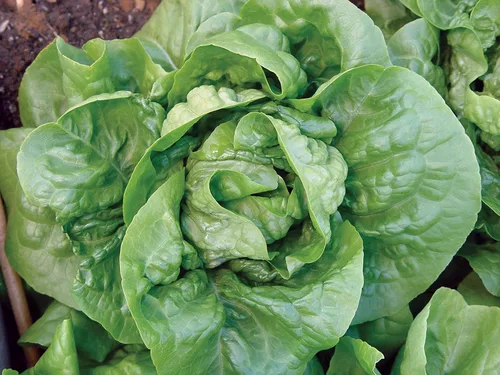 Miniatura 2 de Burpee Buttercrunch Semillas de Lechuga 500 semillas