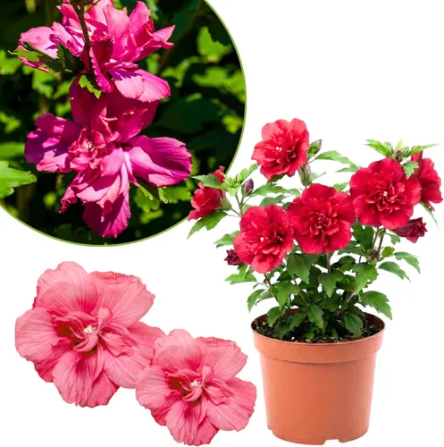 Miniatura 3 de Althea Rose of Sharon Bush - Plantas vivas en maceta, planta de hibisco viva, rosa fragante de planta Sharon, de 6 a 13 pulgadas de alto (rosa)