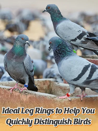 Miniatura 2 de MEWTOGO 100 bandas de pierna de palomas de pájaro de 0.3 pulgadas, coloridos anillos de identificación de pájaros numerados legibles, bandas
