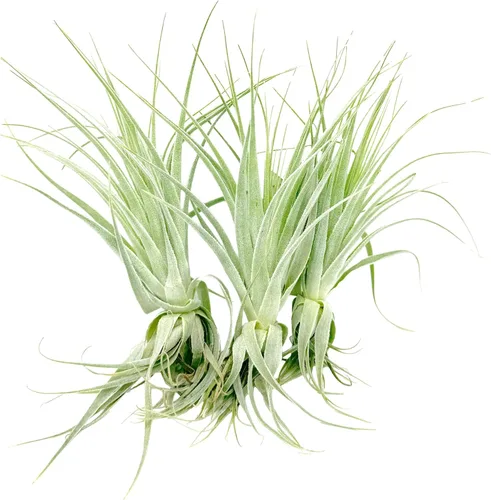 Miniatura 2 de Planta de aire vivo – Tillandsia Gardneri 5-7 pulgadas – 3 unidades – ragnaroc Rare Collectors Planta tropical de interior – Llegada viva